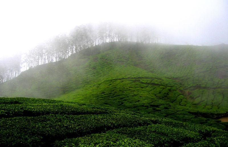 The Munnar Queen Resort x Solis Nature