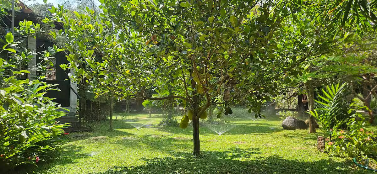 Pannadikadu Ranch House x Solis Nature