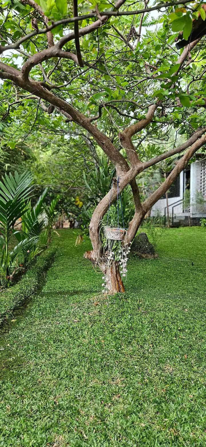Pannadikadu Ranch House x Solis Nature