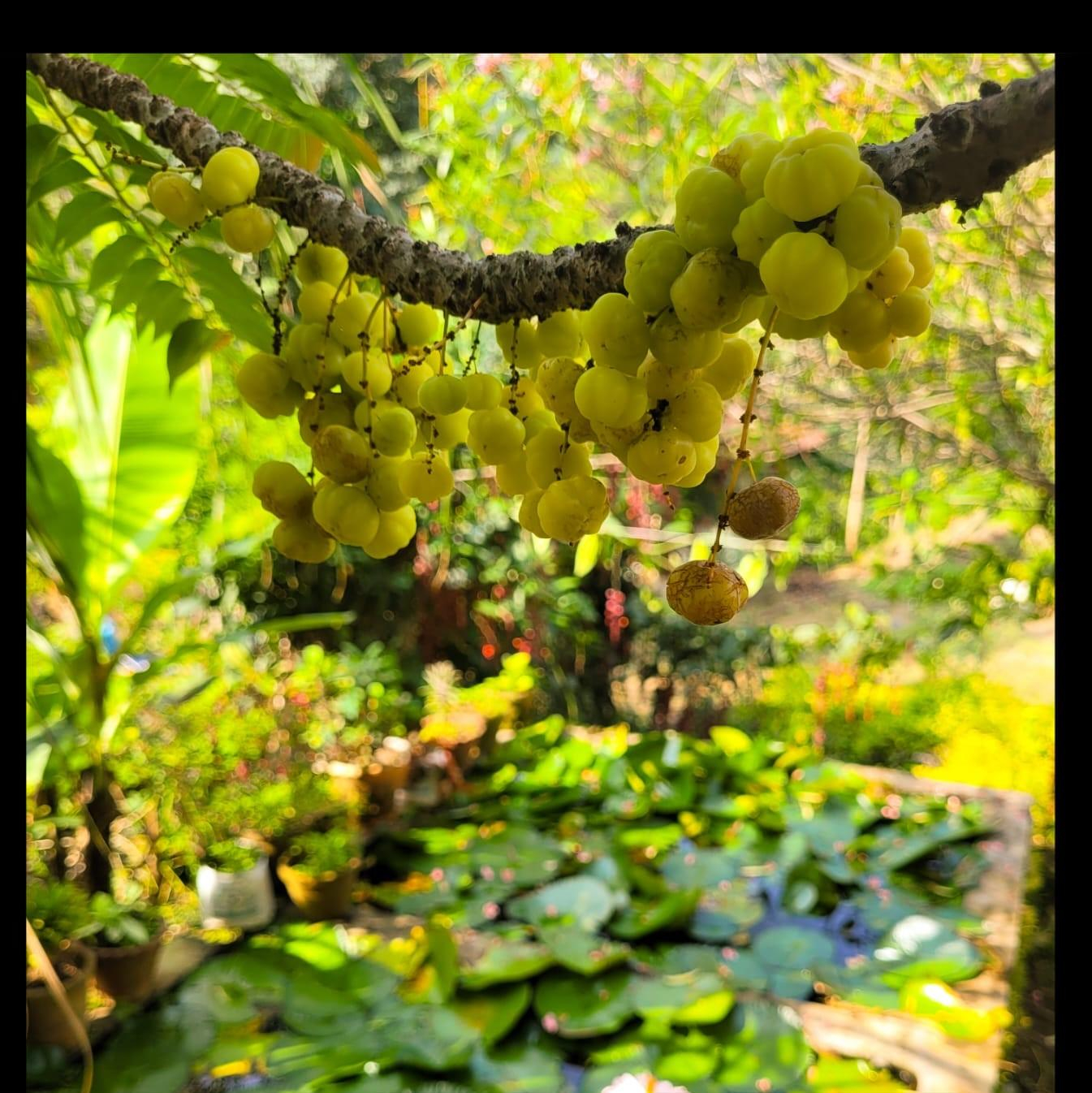4bhk villa Chembani Holidays and resorts x Solis Nature 4bhk villa Chembani Holidays and resorts x Solis Nature