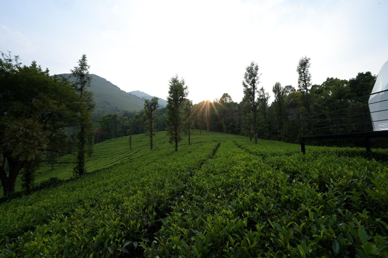 Vythiri Tea Valley  Domes & Tenting 4 x Solis Nature