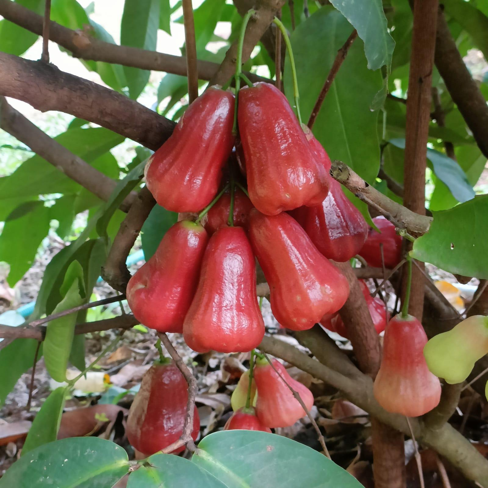 Swastham Estate Bunglow x Solis Nature Swastham Estate Bunglow x Solis Nature