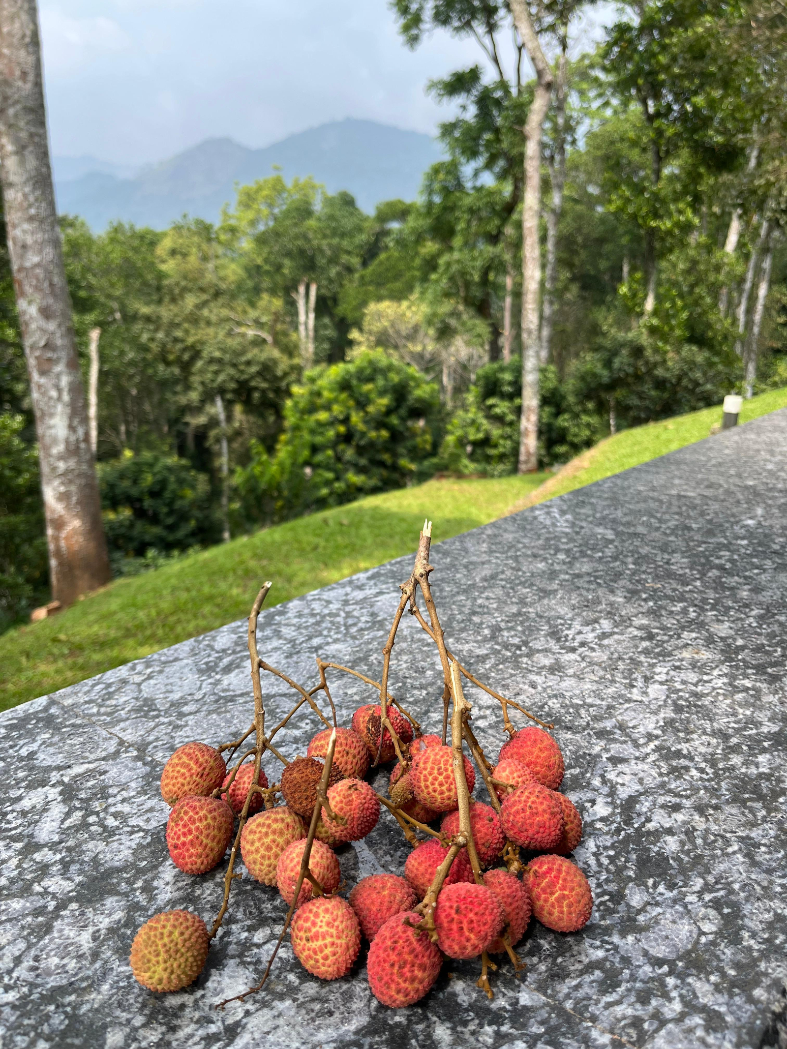 Swastham Estate Bunglow x Solis Nature Swastham Estate Bunglow x Solis Nature