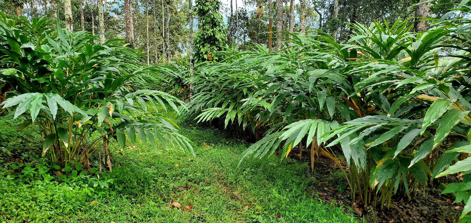 Swastham Estate Bunglow x Solis Nature Swastham Estate Bunglow x Solis Nature