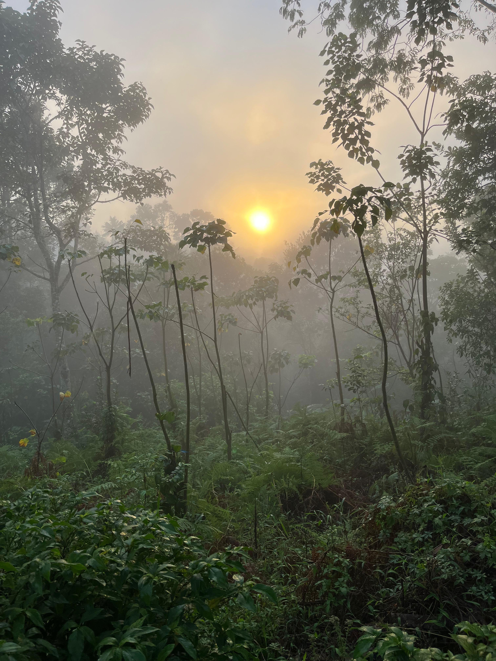 Swastham Estate Bunglow x Solis Nature Swastham Estate Bunglow x Solis Nature