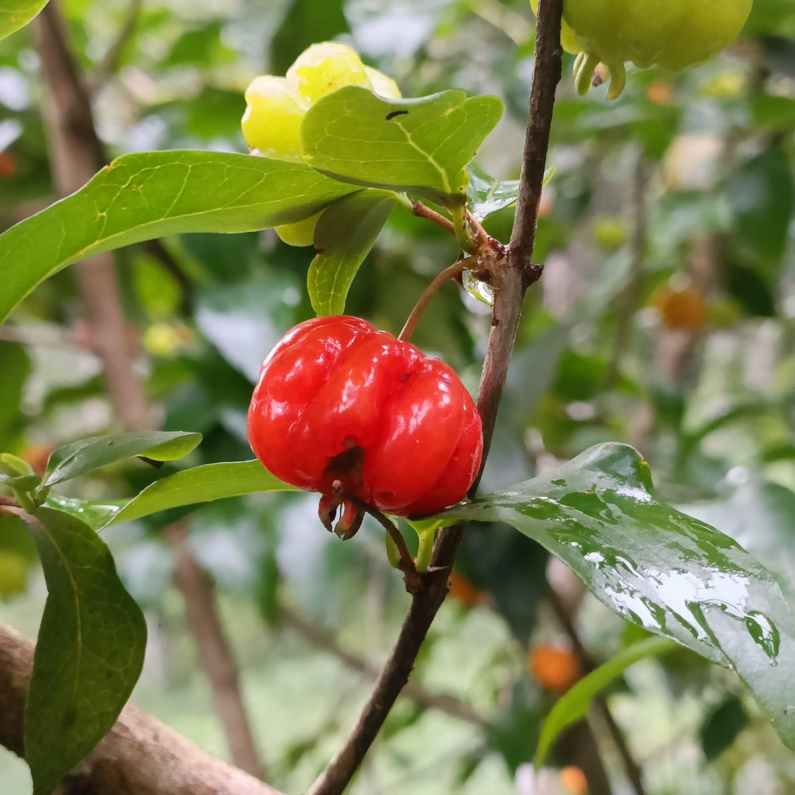 Swastham Estate Bunglow x Solis Nature Swastham Estate Bunglow x Solis Nature