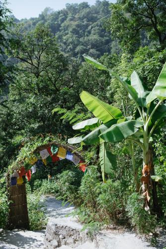 Rishikesh valley Resort x Solis Nature