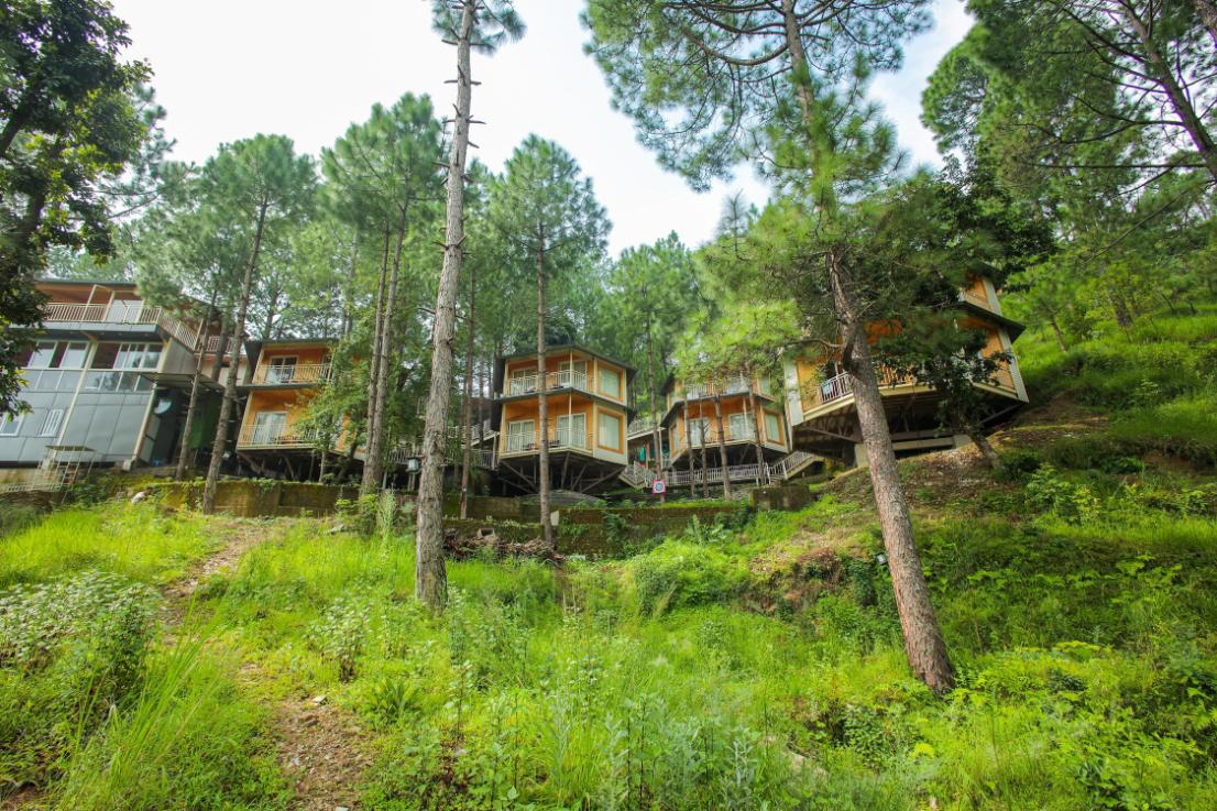The Woods Retreat x Solis Nature