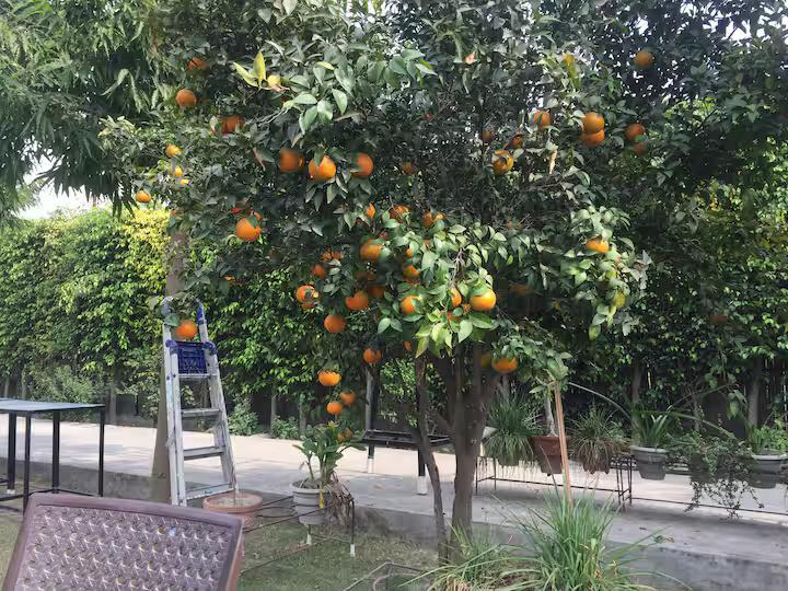 Room with Pool in Noida x Solis Nature