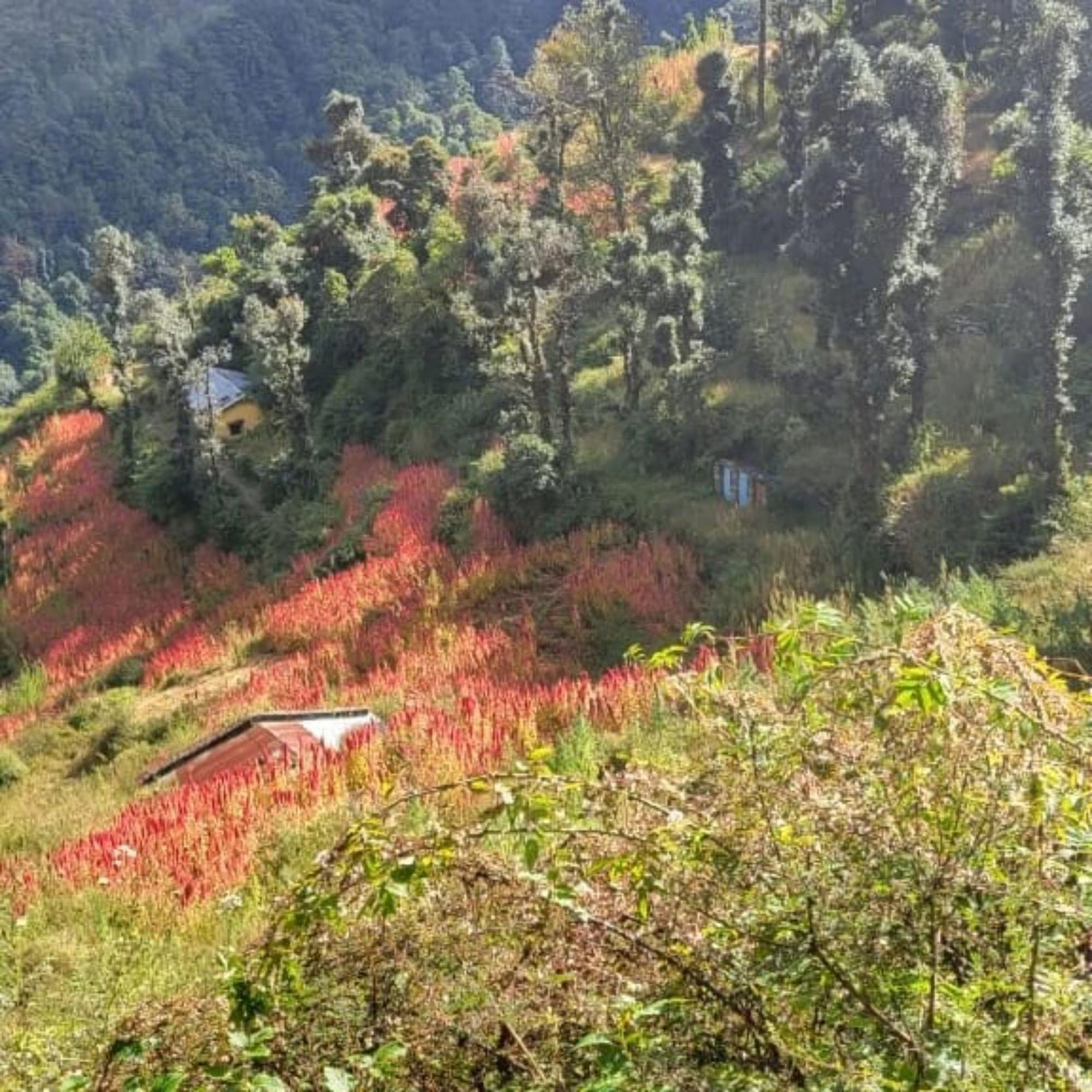 Bharat Homestay - The Native Himalayan x Solis Nature Bharat Homestay - The Native Himalayan x Solis Nature