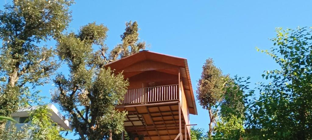 Tree House Shimla x Solis Nature