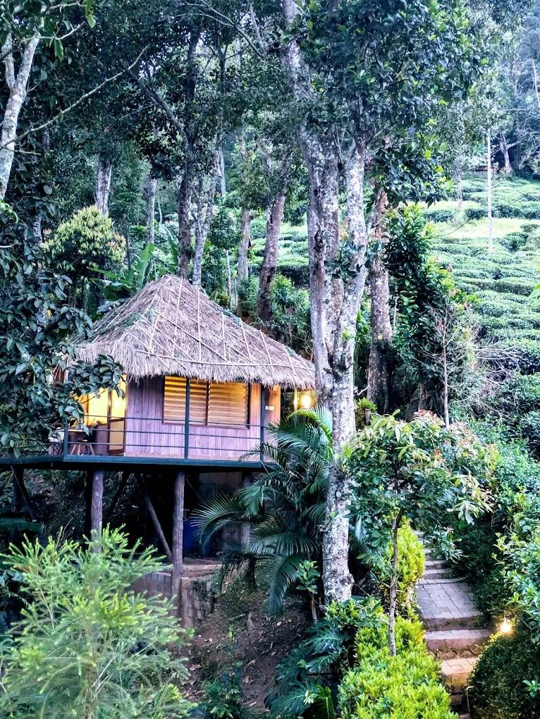 Noah's Nest Treehouse x Solis Nature