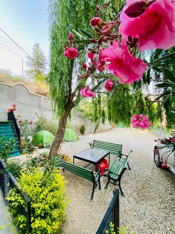 SAI COTTAGE SHIMLA x Solis Nature