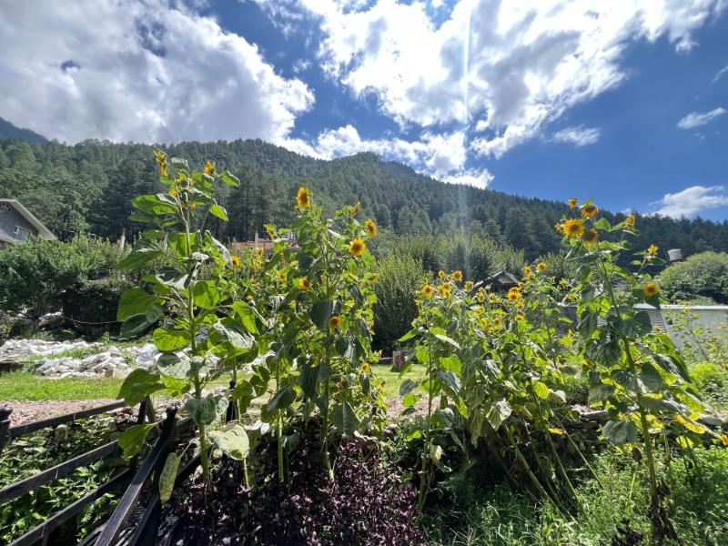 North Deodar Camps, Kasol x Solis Nature