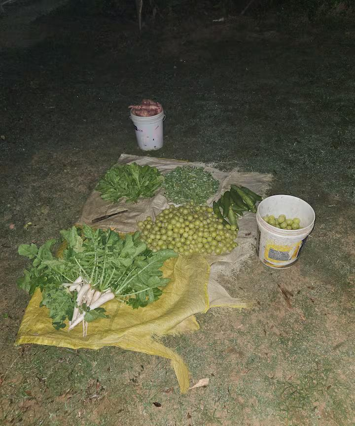 Ekant Farm x Solis Nature