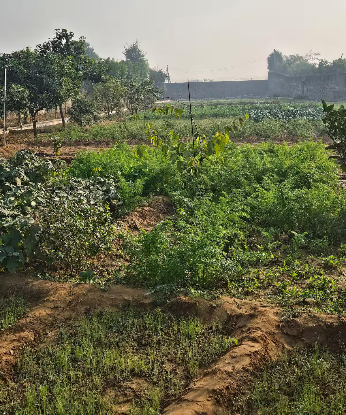 Ekant Farm x Solis Nature