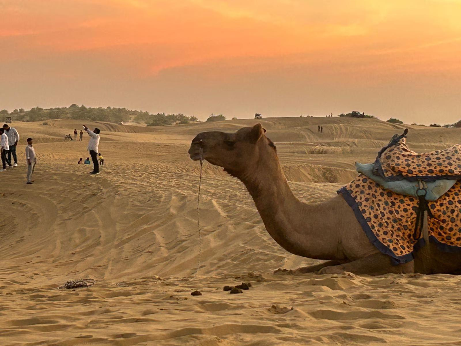 Sunny Desert Camp x Solis Nature