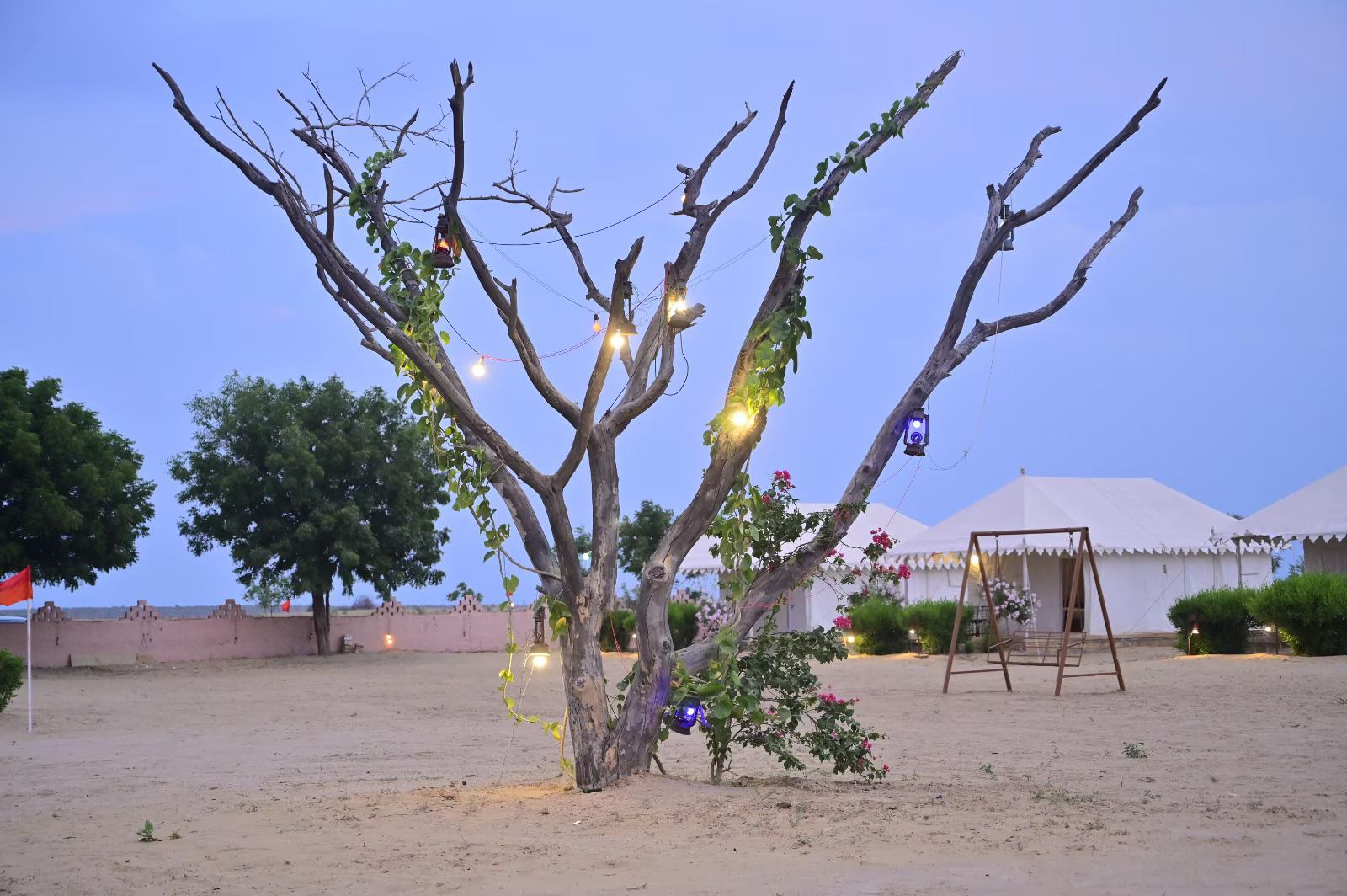 Sunny Desert Camp x Solis Nature