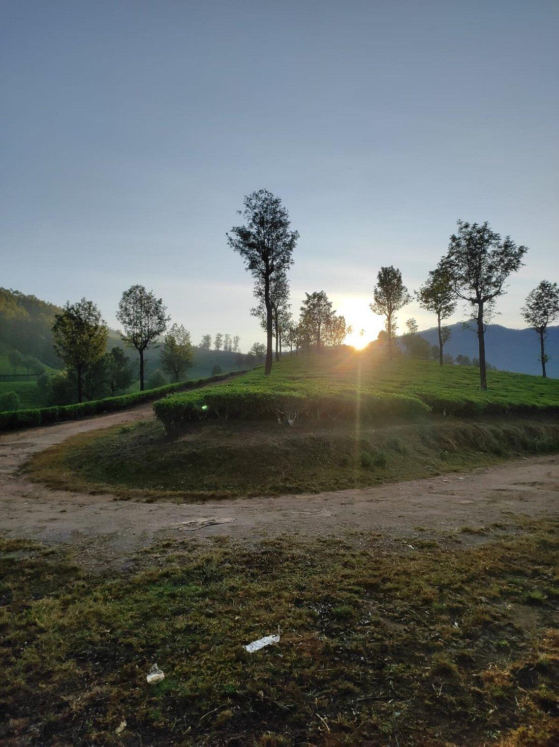 Bottlebrush The Tea Side Stay Villa x Solis Nature