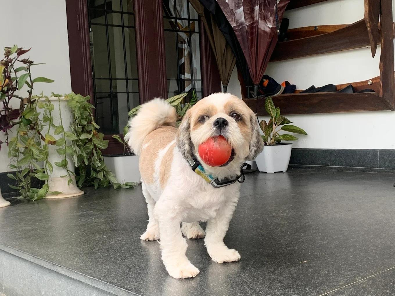 Sceva's Garden Home x Solis Nature