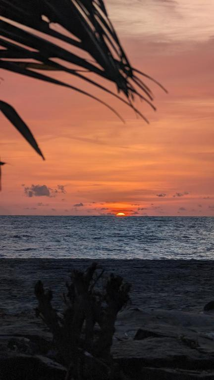 Beachillam x Solis Nature