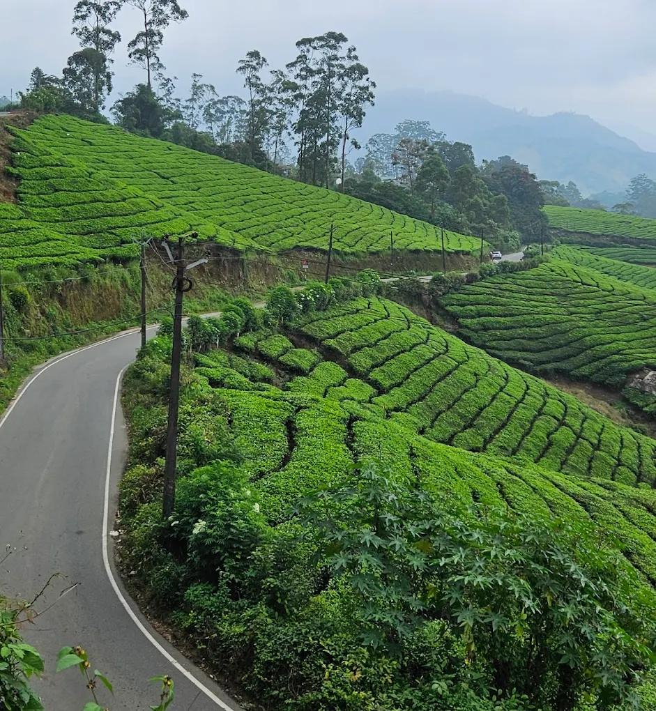 Mist Inn Resort x Solis Nature