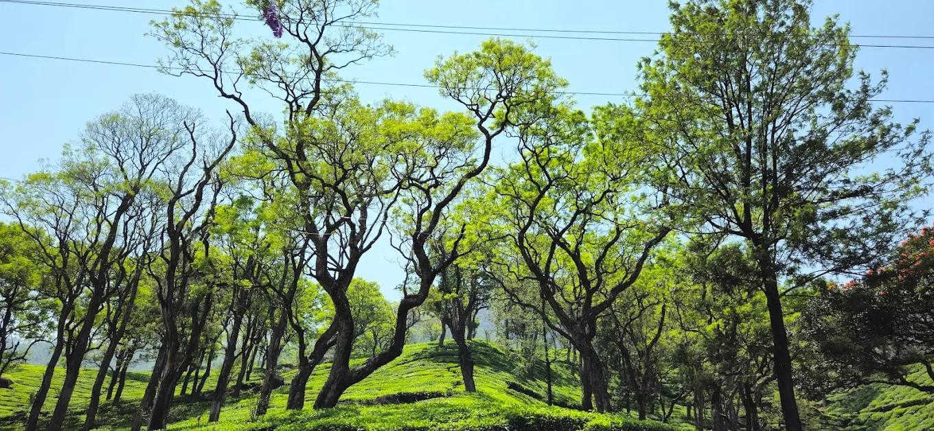 Mist Inn Resort x Solis Nature