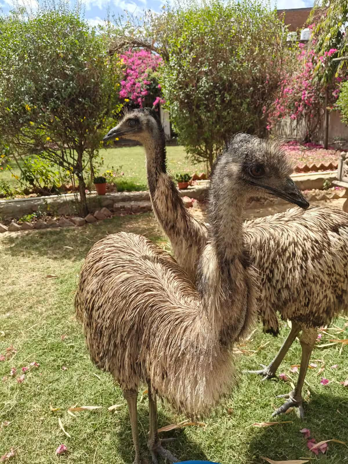 AASRA Farmstay x Solis Nature