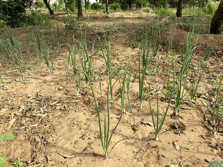 Farm stay in Gurugram | Pet Friendly x Solis Nature