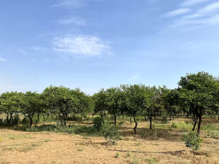 Farm stay in Gurugram | Pet Friendly x Solis Nature