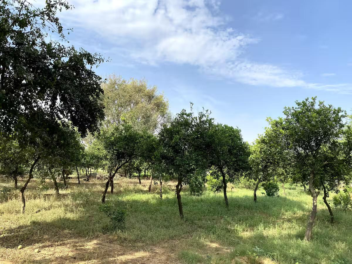 Farm stay in Gurugram | Pet Friendly x Solis Nature