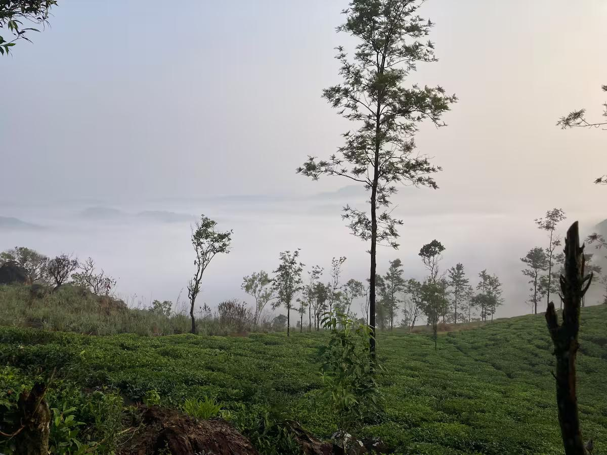 Thumpayil Hills Tree House x Solis Nature