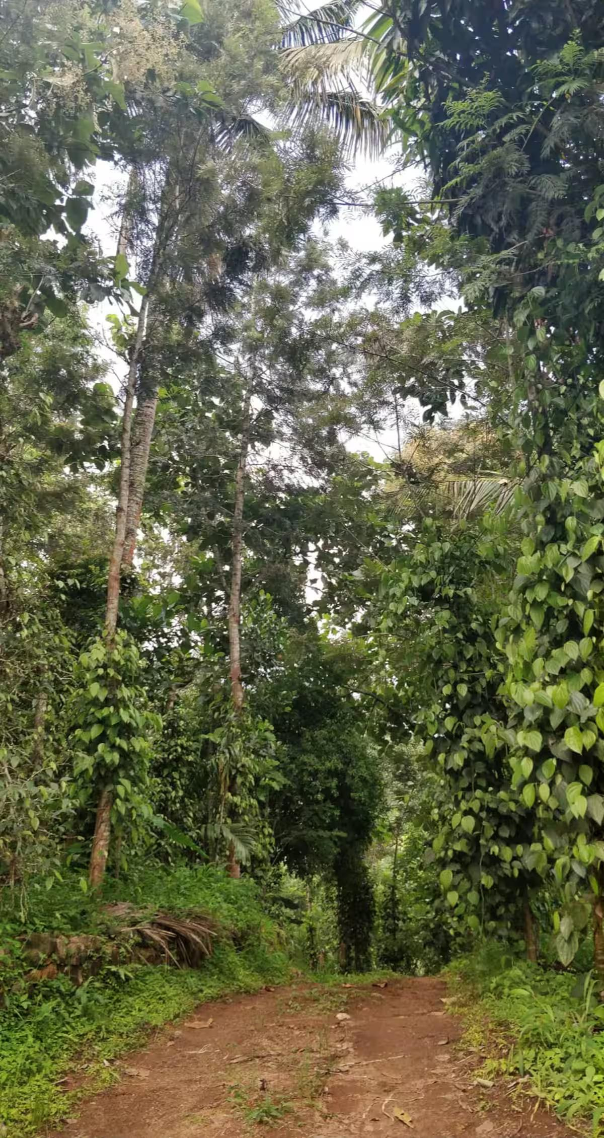 Mannoor Farms Mountain View Stays x Solis Nature