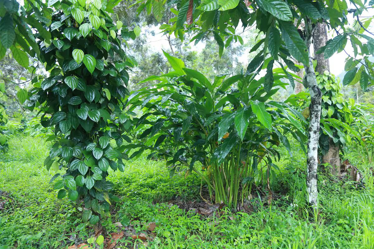 Mannoor Farms Mountain View Stays x Solis Nature