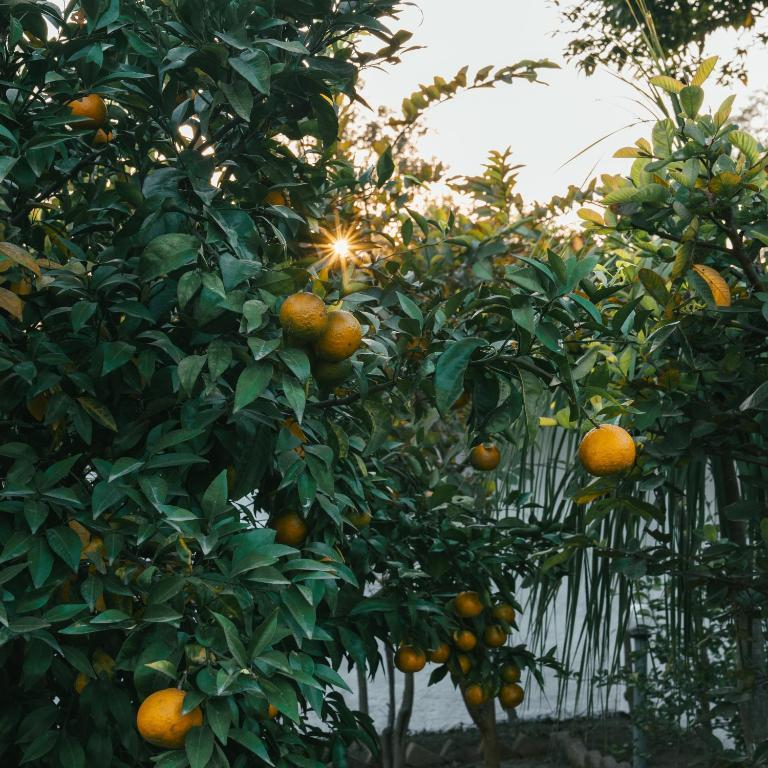 The Misty Bliss Cottages and Homestay x Solis Nature