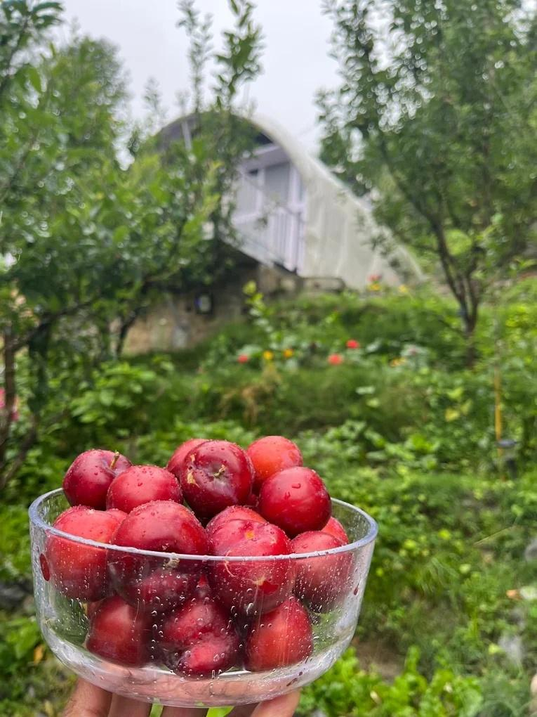 The Lush Pods x Solis Nature