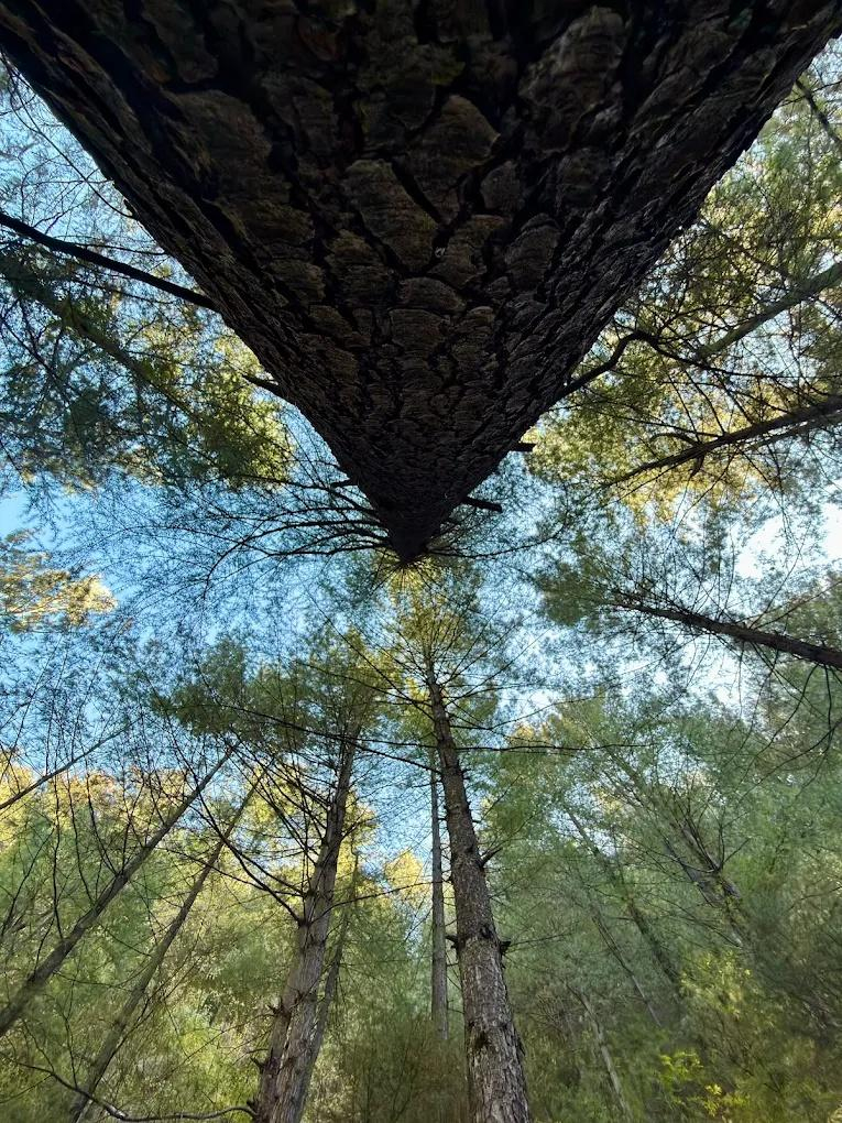 The Lush Pods x Solis Nature