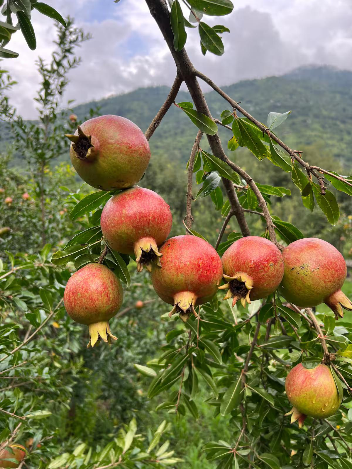 Private Luxury Cabin | The CubeA by INUKSUKH x Solis Nature