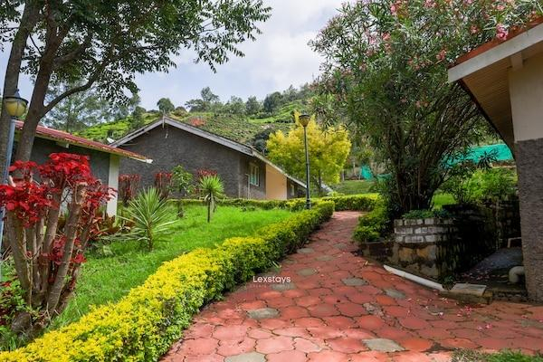 42 Green pastures tea Estate Experience x Solis Nature