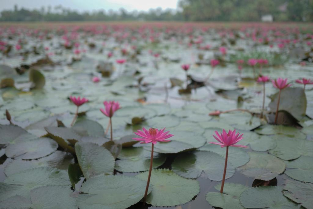 Riverdale Homestay Kumarakom by LexStays x Solis Nature