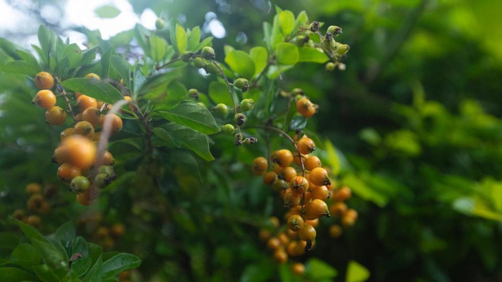 De Rock Jungle Living Resort - Valley View Room x Solis Nature