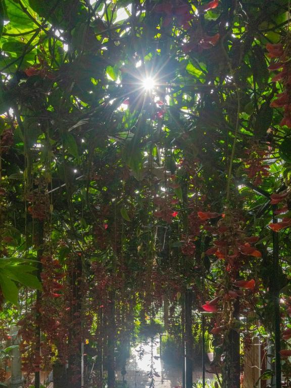 De Rock Jungle Living Resort - Valley View Room x Solis Nature