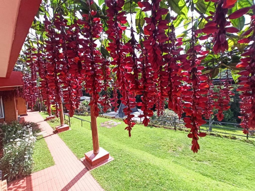 Rainforest Room - by De Rock Jungle Living Resort x Solis Nature