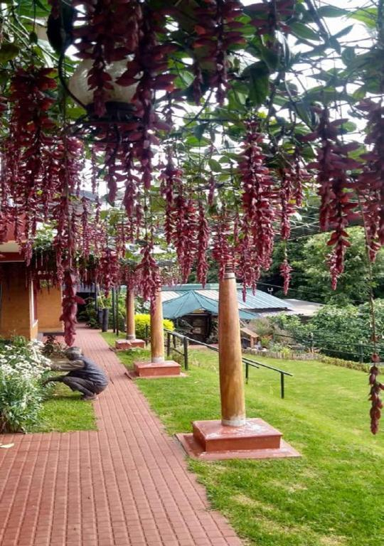 De Rock- Jungle Living x Solis Nature