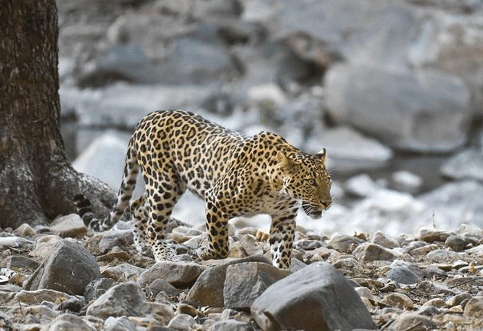 Ranthambhore Kothi x Solis Nature