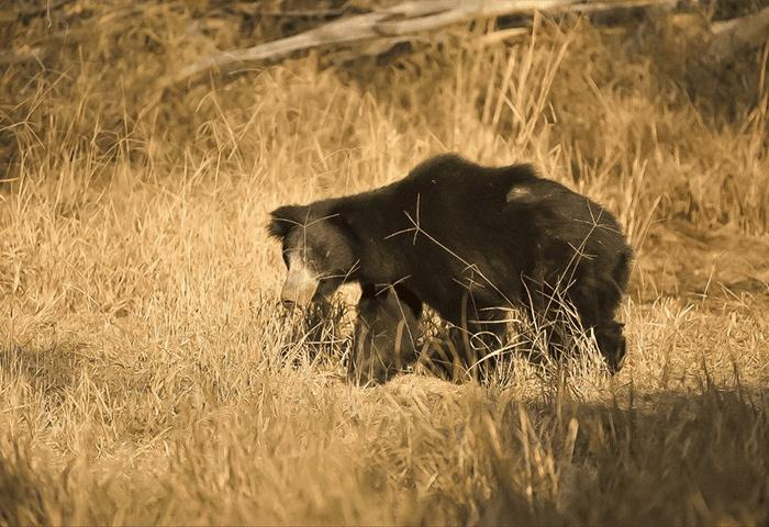 Ranthambhore Kothi x Solis Nature