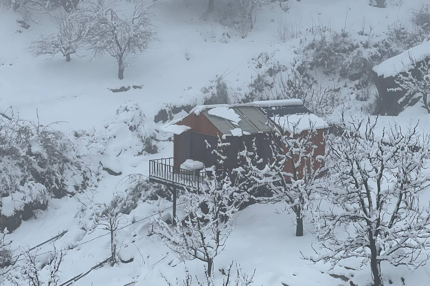 Dreamy Wood n Glass Cabin with Cafe in Forest x Solis Nature