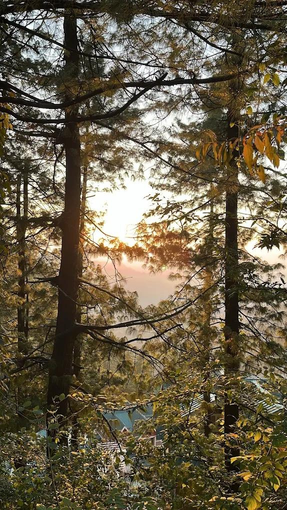 DLS Hill Crest x Solis Nature