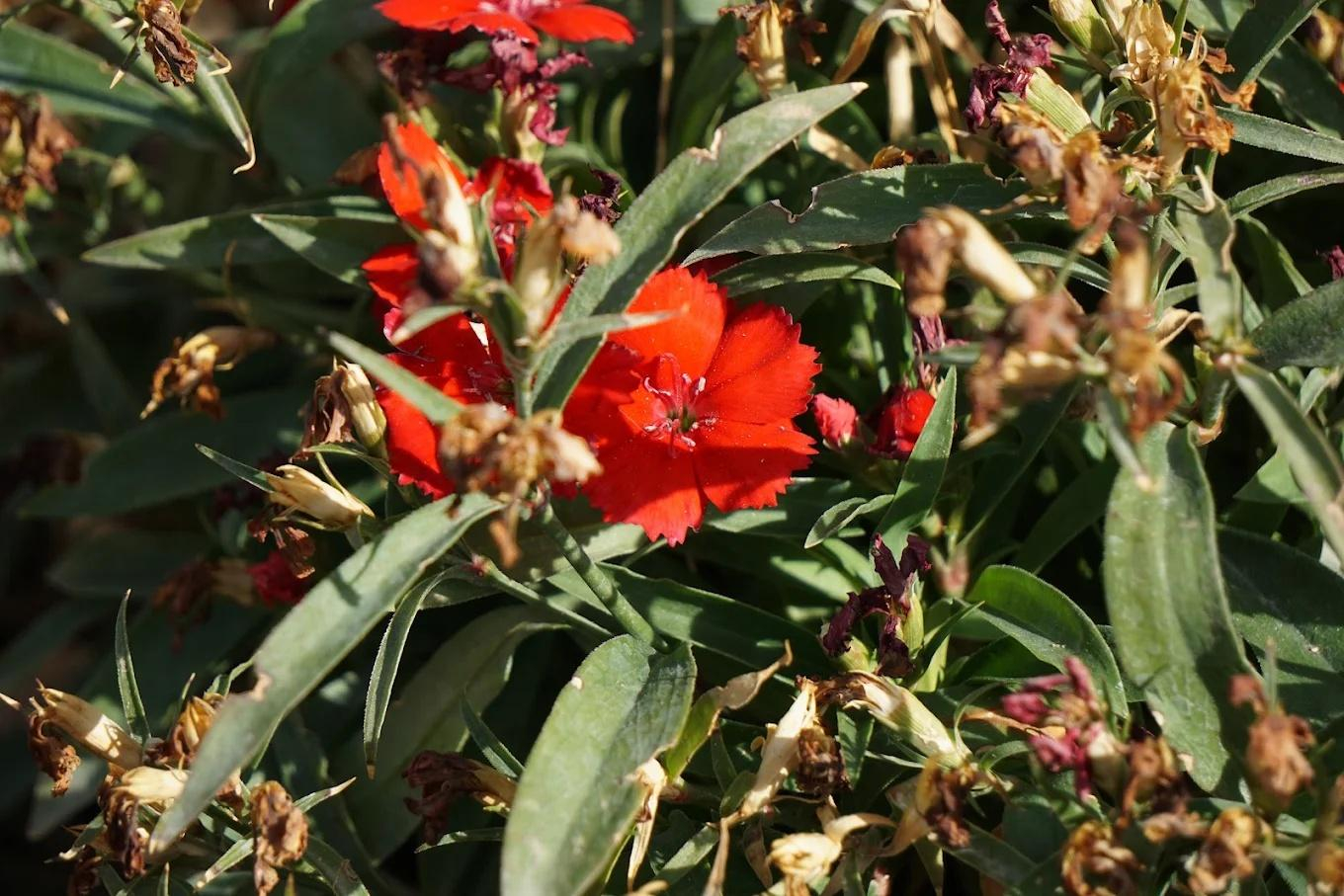 DLS Hill Crest x Solis Nature