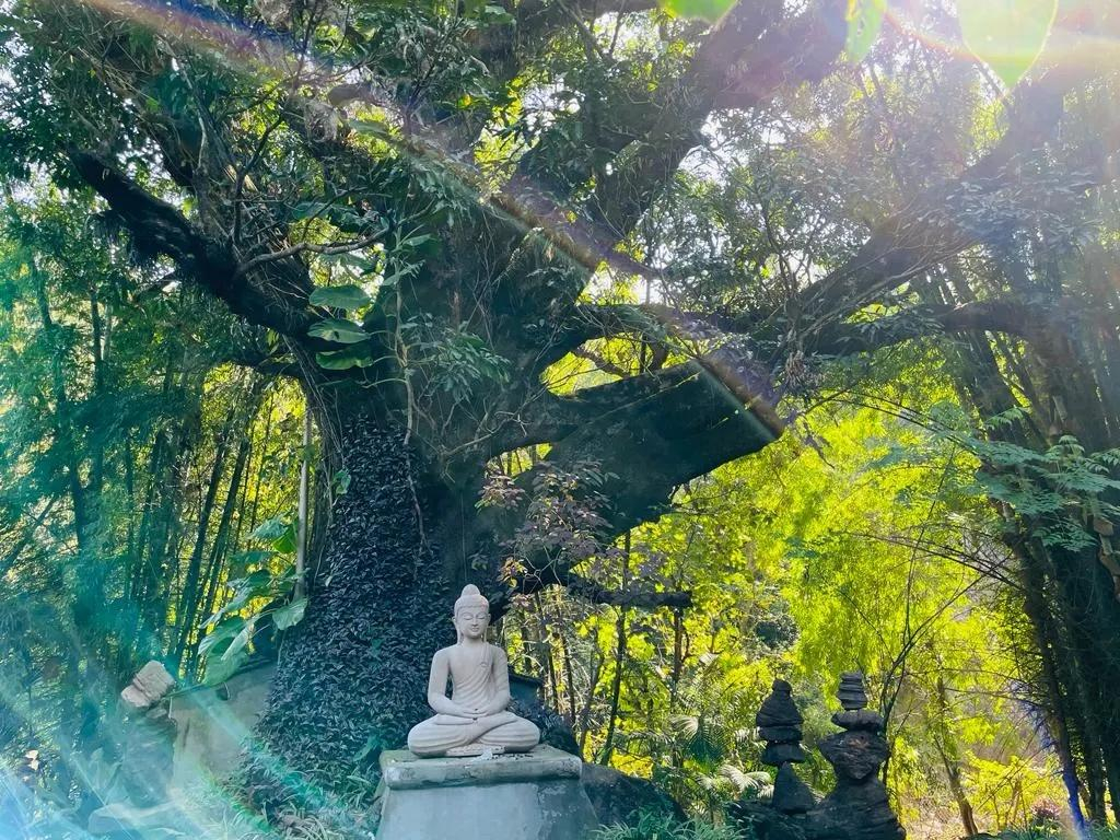 Rishis International x Solis Nature